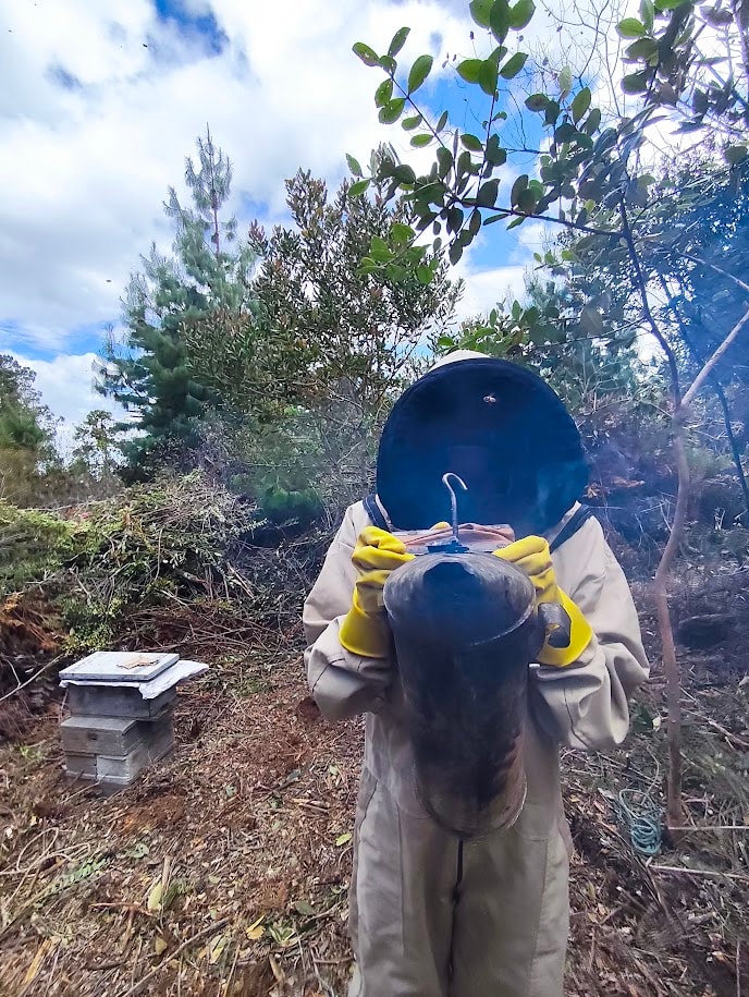 El mundo de las abejas