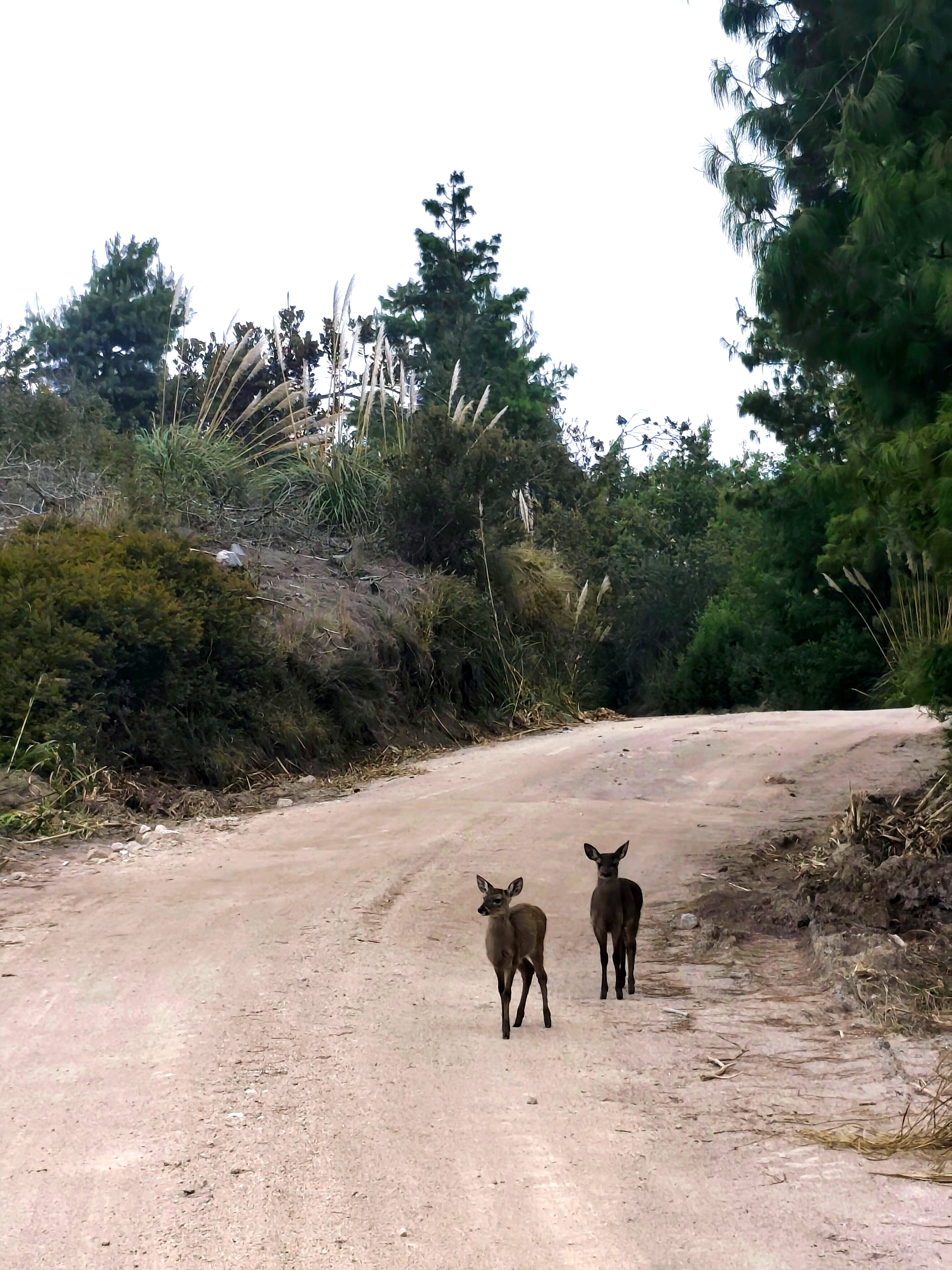 Descubrir el bosque