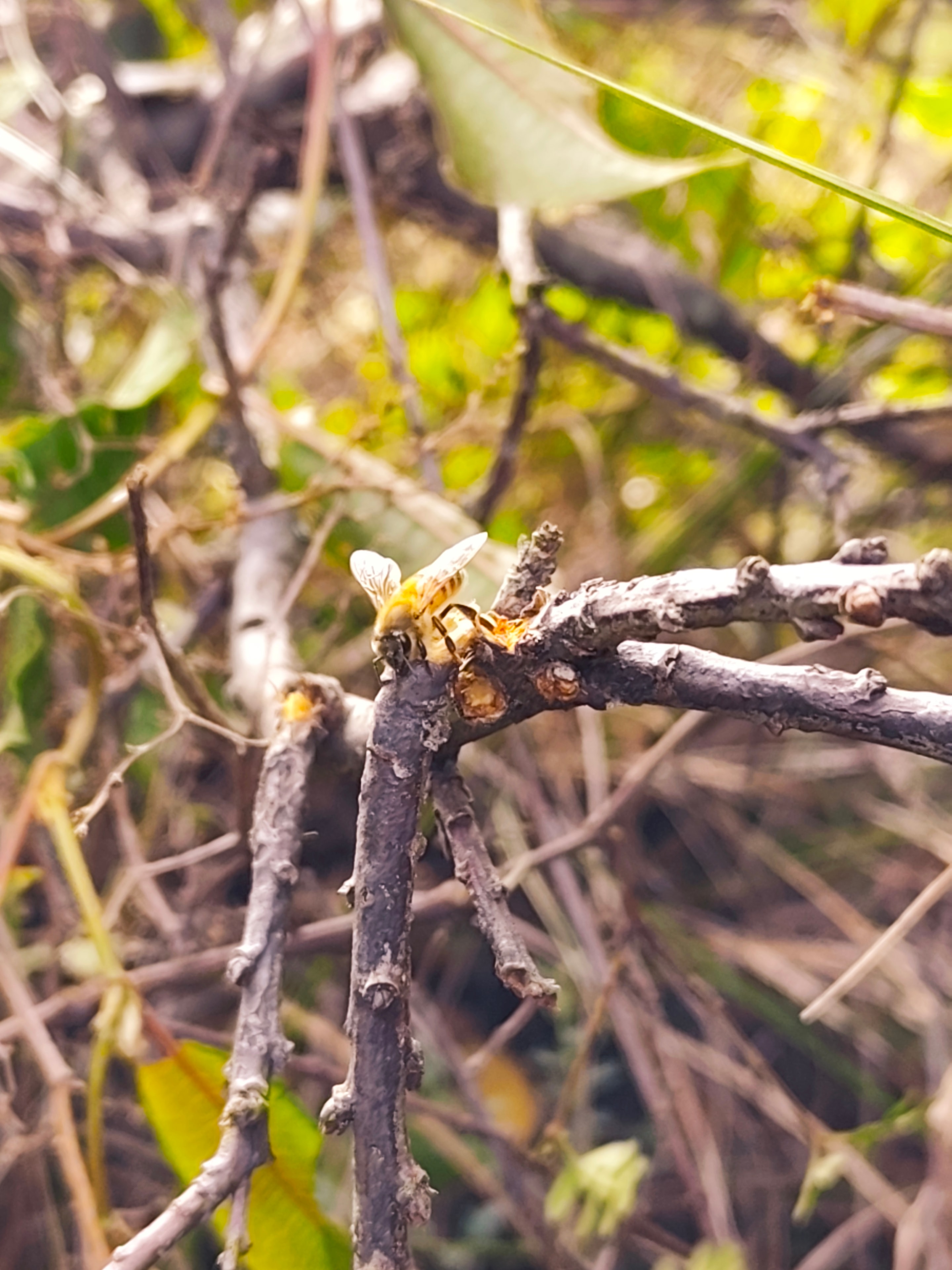 Apicultura y miel en Bosque de Gualel