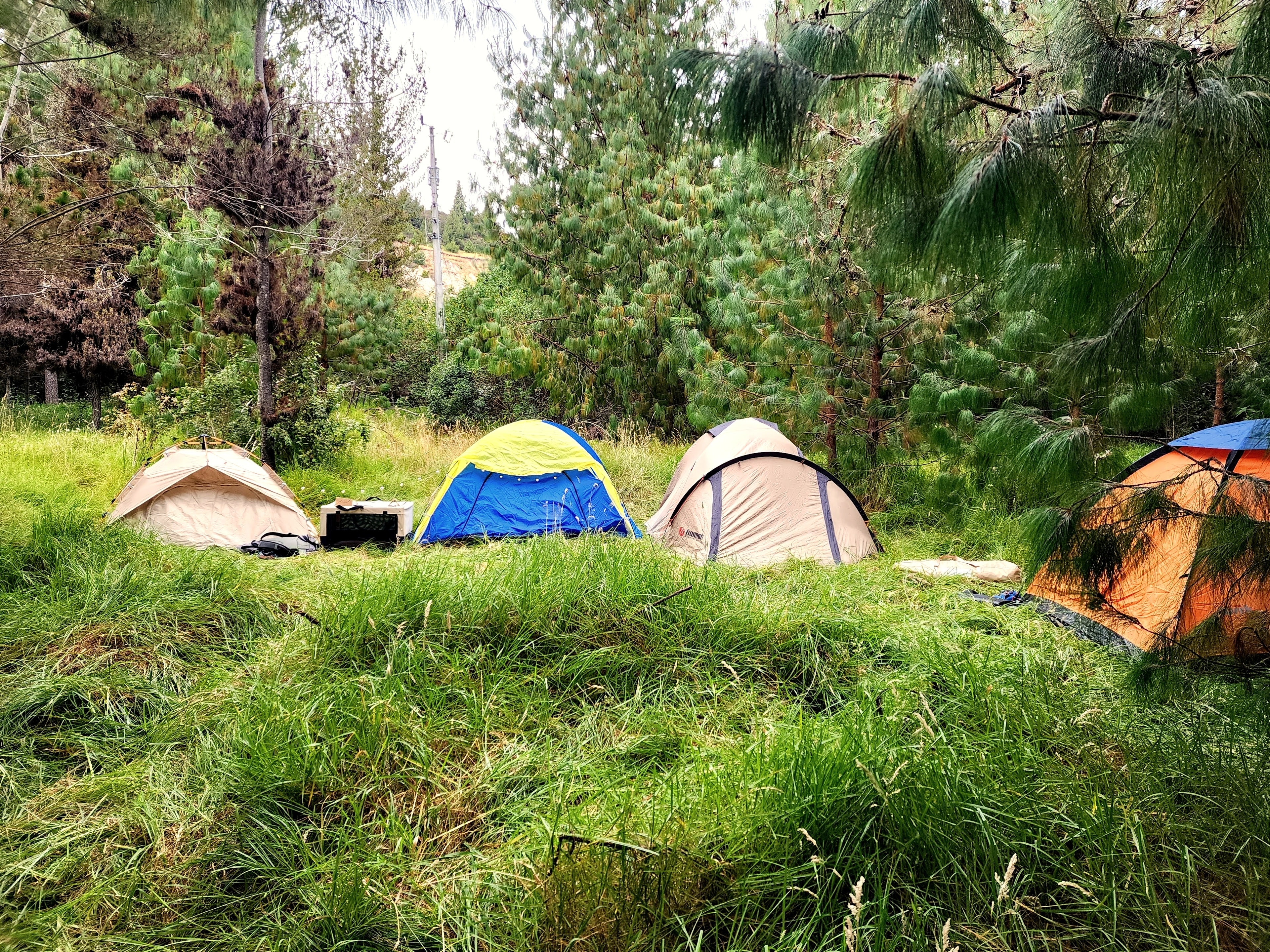 Camping en Bosque de Gualel